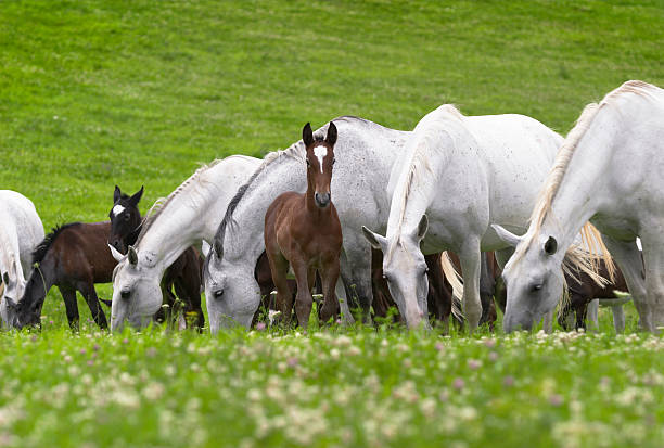 Lipizzaner broodmares